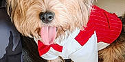 Toby participe au concours pour gagner de l'argent avec cette photo : accessories, adult, animal, canine, clothing, coat, couch, dog, female, formalwear, furniture, person, pet, poodle, puppy, terrier, tie, vest, whitedog, woman