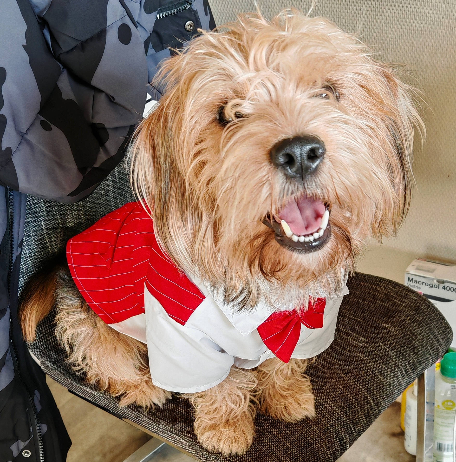 Toby participe au concours pour gagner de l'argent avec cette photo : accessories, adult, animal, backpack, bag, canine, clothing, coat, couch, dog, female, formalwear, furniture, person, pet, poodle, puppy, terrier, tie, woman