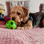 Toby a rejoint le concours — aidez-le/la à gagner de superbes lots ! bed, black, blanket, brown, cushion, cute, dog, domestic, fabric, fur, indoor, leisure, minion, pet, pillow, playful, relaxed, sniffing, striped, toy_ball