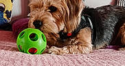 Toby a rejoint le concours — aidez-le/la à gagner de superbes lots ! bed, black, blanket, brown, cushion, cute, dog, domestic, fabric, fur, indoor, leisure, minion, pet, pillow, playful, relaxed, sniffing, striped, toy_ball