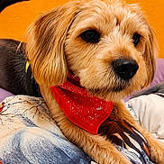 Toby participe au concours pour gagner de l'argent avec cette photo : dog, bandana, red_bandana, scruffy_dog, orange_wall, blanket, indoor, pet, fur, animal, cute, portrait, resting, paw, closeup, canine, colorful, cozy, expression, friendly