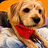 dog, bandana, red_bandana, scruffy_dog, orange_wall, blanket, indoor, pet, fur, animal, cute, portrait, resting, paw, closeup, canine, colorful, cozy, expression, friendly