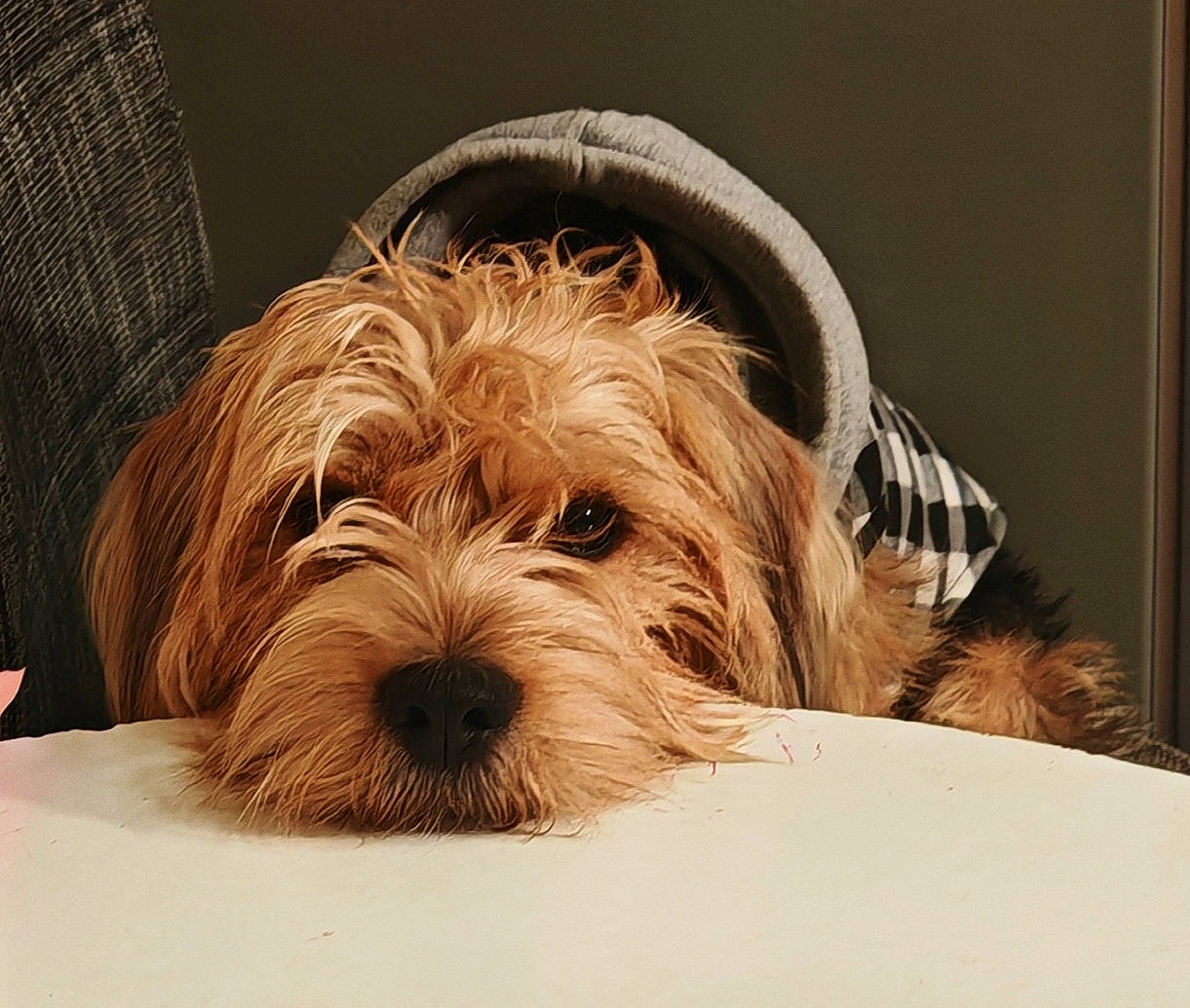 affenpinscher, animal, canine, chair, clothing, couch, dog, face, furniture, head, hoodie, hound, knitwear, person, pet, poodle, puppy, sweater, sweatshirt, terrier