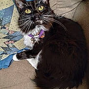 Riley joined the competition — help win amazing prizes! animal, bell, black_and_white, cat, collar, companion, couch, curious, cute, domestic, fur, furniture, indoor, looking_up, mammal, pet, quilt, relaxed, whiskers, yellow_eyes