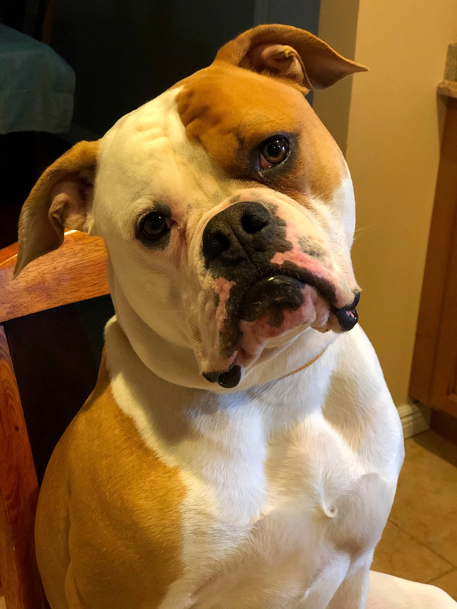 Dorian joined the competition — help win amazing prizes! boxer, bulldog, canidae, carnivore, collar, companion_dog, dog, dog_breed, dog_collar, ear, fawn, fur, molosser, olde_english_bulldogge, snout, sporting_group, whiskers, working_animal, working_dog, wrinkle