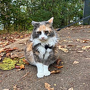 Butter joined the competition — help win amazing prizes! animal, autumn, calico, cat, closeup, fur, fur_pattern, greenery, harness, leash, leaves, nature, outdoor, path, paws, pet, sidewalk, sitting, tree, whiskers