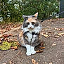 animal, autumn, calico, cat, closeup, fur, fur_pattern, greenery, harness, leash, leaves, nature, outdoor, path, paws, pet, sidewalk, sitting, tree, whiskers