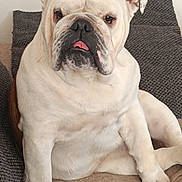 Tequila a rejoint le concours — aidez-le/la à gagner de superbes lots ! adorable, blanket, bulldog, chunky, close_up, companion, couch, dog, ear, indoor, nose, paws, pet, pillow, portrait, relaxed, sitting, tongue_out, white_fur, wrinkled_face