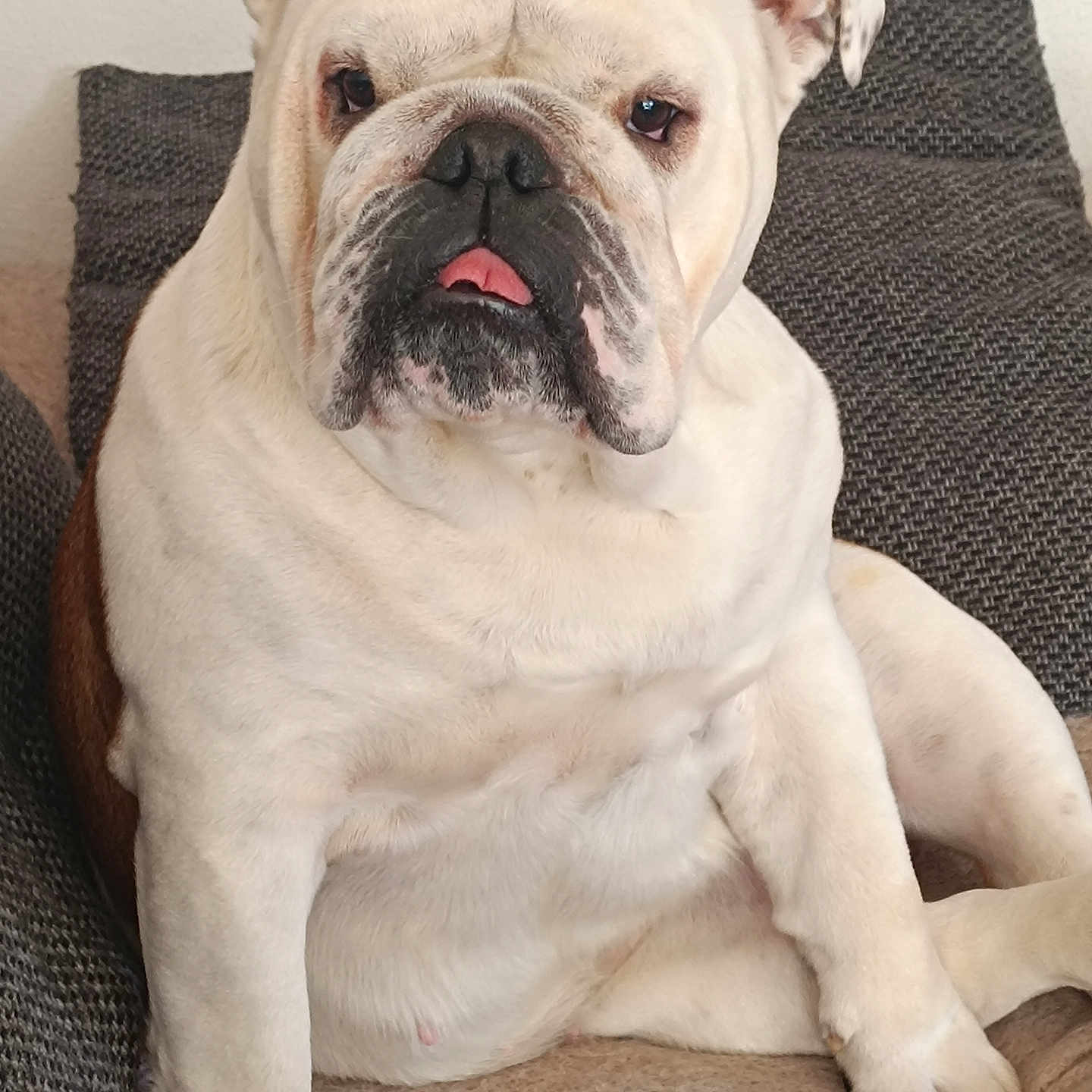 Tequila a rejoint le concours — aidez-le/la à gagner de superbes lots ! adorable, blanket, bulldog, chunky, close_up, companion, couch, dog, ear, indoor, nose, paws, pet, pillow, portrait, relaxed, sitting, tongue_out, white_fur, wrinkled_face