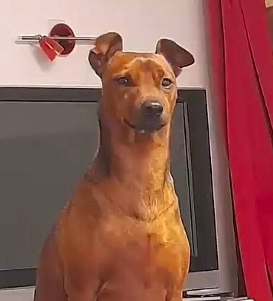 Charly participe au concours pour gagner de l'argent avec cette photo : ancient_dog_breeds, art, canidae, carnivore, chest, companion_dog, dog, dog_breed, fawn, fur, head, metal, room, snout, sporting_group, tail, terrestrial_animal, whiskers, wood, working_animal