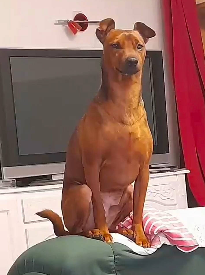 Charly a rejoint le concours — aidez-le/la à gagner de superbes lots ! abdomen, canidae, carnivore, chest, collar, companion_dog, dog, dog_breed, dog_collar, fawn, fur, human_leg, sitting, snout, sporting_group, tail, thigh, trunk, whiskers, working_animal