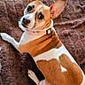 Luna is registered to the contest to win money with this photo: dog, pet, brown_and_white, collar, lying_down, blanket, indoor, looking_up, ears_up, cute, animal, canine, fur, resting, companion, domestic, mammal, portrait, friendly, alert