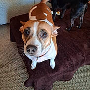 Luna joined the competition — help win amazing prizes! dog, brown_dog, black_dog, pet, indoor, blanket, carpet, curious, looking_up, canine, fur, companion, animal, domestic_animal, snout, ears, tail, floor, collar, close_up