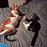 Luna is registered to the contest to win money with this photo: dog, cat, bed, comforter, indoor, pet, animal, resting, gray, black_and_white, brown, white, collar, fur, tail, quiet, relaxed, companion, side_by_side, furniture