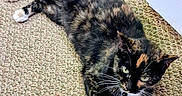 Patches joined the competition — help win amazing prizes! cat, tortoiseshell_cat, pet, indoor, carpet, relaxed, stretching, white_paws, green_eyes, fur, whiskers, feline, animal, closeup, floor, domestic_cat, resting, cute, cozy, home