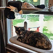 Patches is registered to the contest to win money with this photo: cat, window, hammock, indoor, pet, animal, resting, black_and_white_cat, tortoiseshell_cat, feline, curious, lounging, screen, greenery, daylight, home, furniture, relaxed, two_cats, window_perch