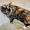Patches joined the competition — help win amazing prizes! cat, tortoiseshell_cat, pet, animal, feline, carpet, whiskers, green_eyes, paws, indoor, curious, alert, fur, mammal, domestic_animal, cute, small_animal, standing, looking, texture