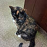 Patches joined the competition — help win amazing prizes! cat, tortoiseshell_cat, indoor, carpet, wooden_cabinet, pet, feline, animal, sitting, curled_tail, fur, whiskers, domestic_animal, quiet, resting, closeup, side_view, calm, curious, home