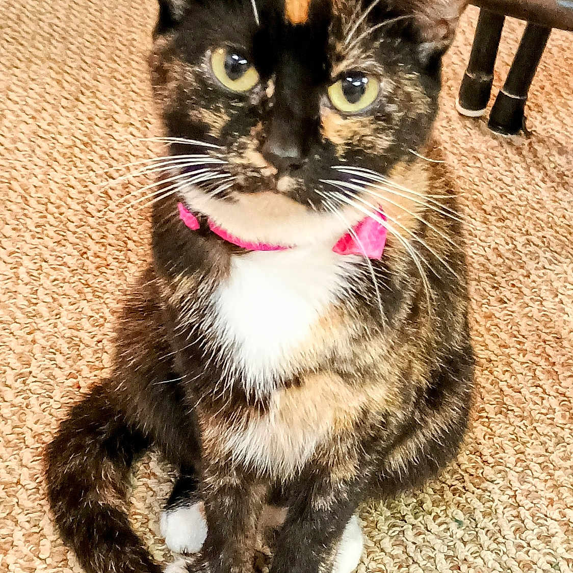 Patches joined the competition — help win amazing prizes! cat, tortoiseshell, indoor, carpet, pink_collar, pet, feline, whiskers, sitting, curious, animal, domestic, fur, closeup, cute, eyes, portrait, furniture, legs, cozy