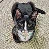 Tuxie is registered to the contest to win money with this photo: animal, bell, black_and_white, carpet, cat, close_up, collar, cute, domestic_cat, ears, eyes, feline, fur, indoor, looking, pet, portrait, resting, tuxedo_cat, whiskers