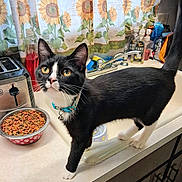 Tuxie joined the competition — help win amazing prizes! black_and_white, bottle, bowl, cat, cat_food, cleaning_supplies, collar, counter, curious, curtain, domestic_animal, faucet, indoor, kitchen, pet, sink, sunflower_pattern, toaster, tuxedo_cat, whiskers
