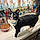 Tuxie
