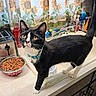 Tuxie joined the competition — help win amazing prizes! black_fur, bowl, cat, cat_food, collar, counter, curious, curtains, domestic, faucet, indoor, kitchen, pet, sink, sunflower_pattern, toaster, tuxedo_cat, whiskers, white_paws, yellow_eyes