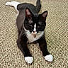 animal, bell, black_fur, carpet, cat, close_up, collar, cute, feline, front_legs, fur, indoor, lying_down, paws, pet, portrait, relaxed, tuxedo_cat, whiskers, white_paws
