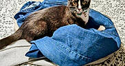 Tuxie is registered to the contest to win money with this photo: animal, bedspread, blanket, cat, closeup, collar, cozy, curious, domestic_animal, ears, fabric, feline, indoor, jeans, lying_down, pet, resting, soft_texture, tuxedo_cat, whiskers