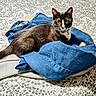 animal, bedspread, blanket, cat, closeup, collar, cozy, curious, domestic_animal, ears, fabric, feline, indoor, jeans, lying_down, pet, resting, soft_texture, tuxedo_cat, whiskers