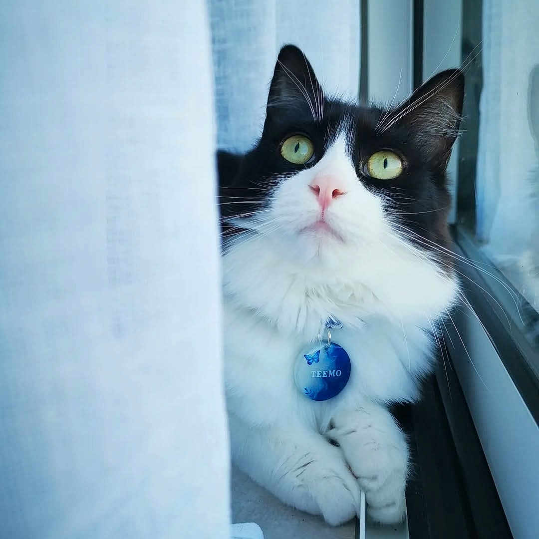 Teemo a rejoint le concours — aidez-le/la à gagner de superbes lots ! angora, animal, cat, curtain, kitten, manx, pet, window, windowsill