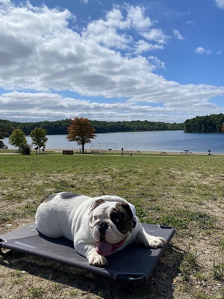 Grimm is registered to the contest to win money with this photo: bulldog, carnivore, cloud, companion_dog, cumulus, dog, dog_breed, fawn, grass, horizon, lake, landscape, leisure, natural_landscape, plant, sky, snout, toy_dog, tree, water