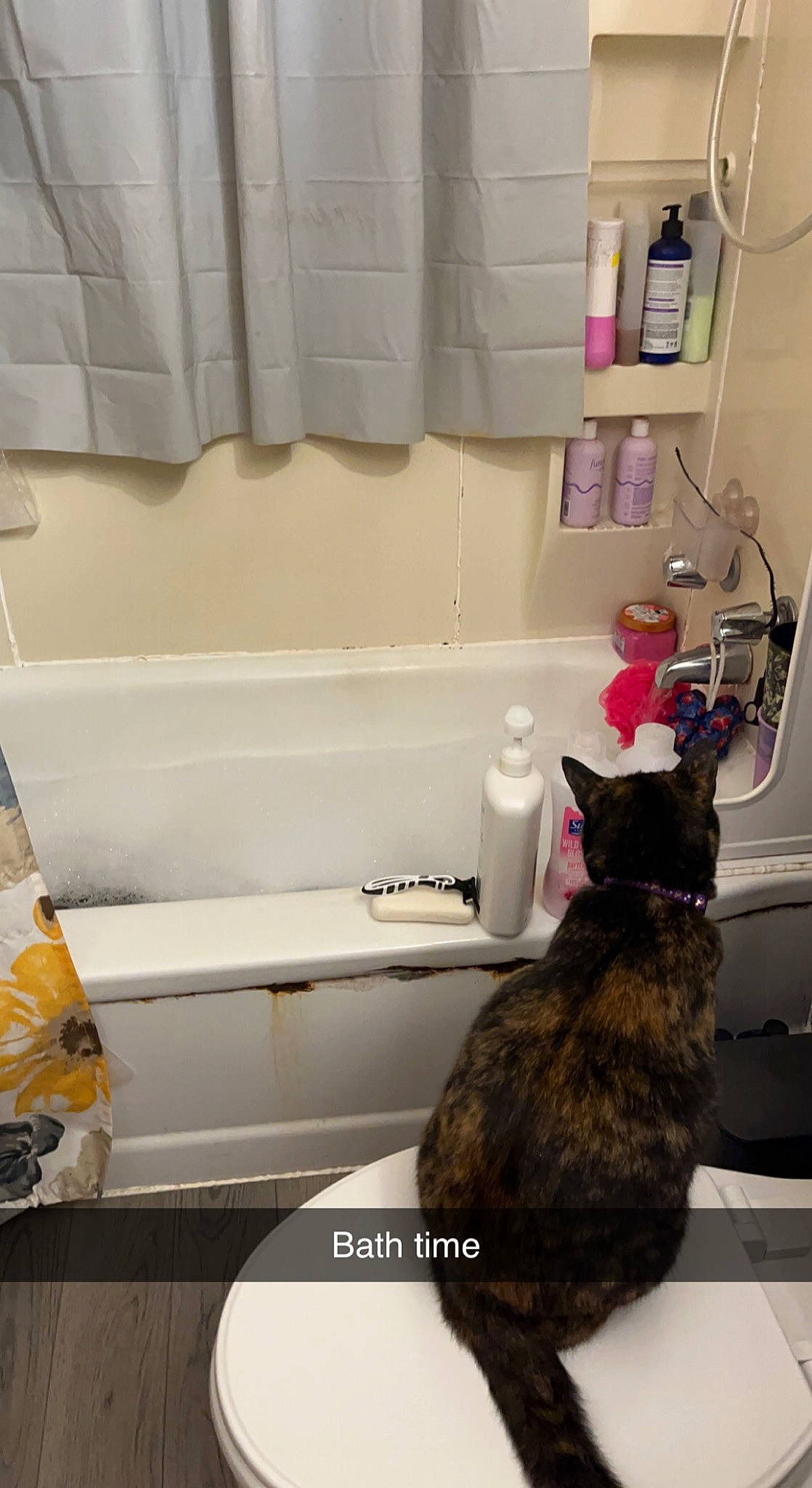 Missy joined the competition — help win amazing prizes! brown, cabinetry, carnivore, cat, comfort, dog_breed, domestic_short_haired_cat, felidae, floor, flooring, fur, hardwood, household_supply, room, shelf, shelving, small_to_medium_sized_cats, tail, whiskers, wood