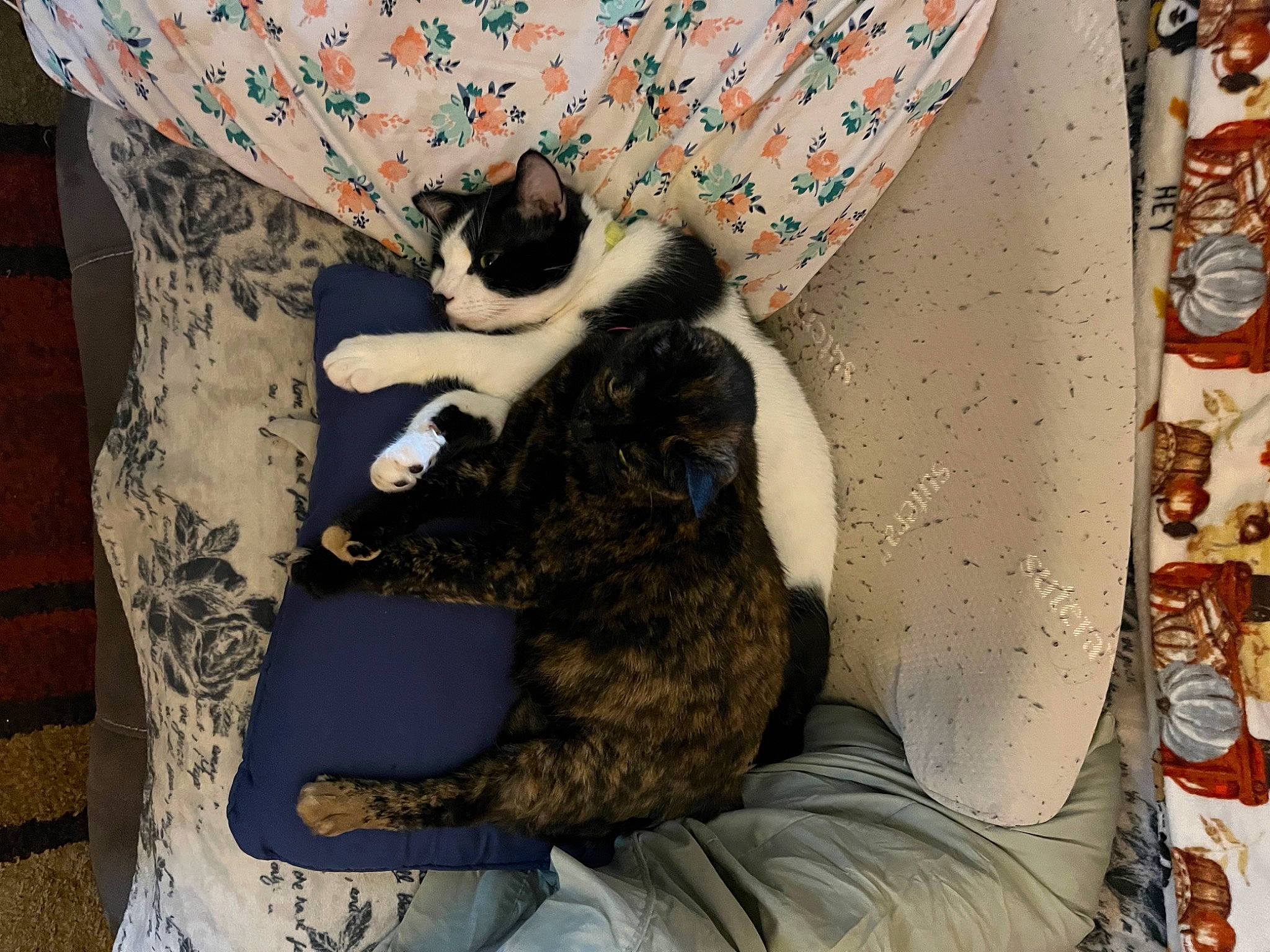 Missy joined the competition — help win amazing prizes! canidae, carnivore, cat, comfort, companion_dog, dog_breed, domestic_short_haired_cat, fawn, felidae, fur, lap, linens, mammal, pattern, small_to_medium_sized_cats, sporting_group, tail, textile, vertebrate, whiskers