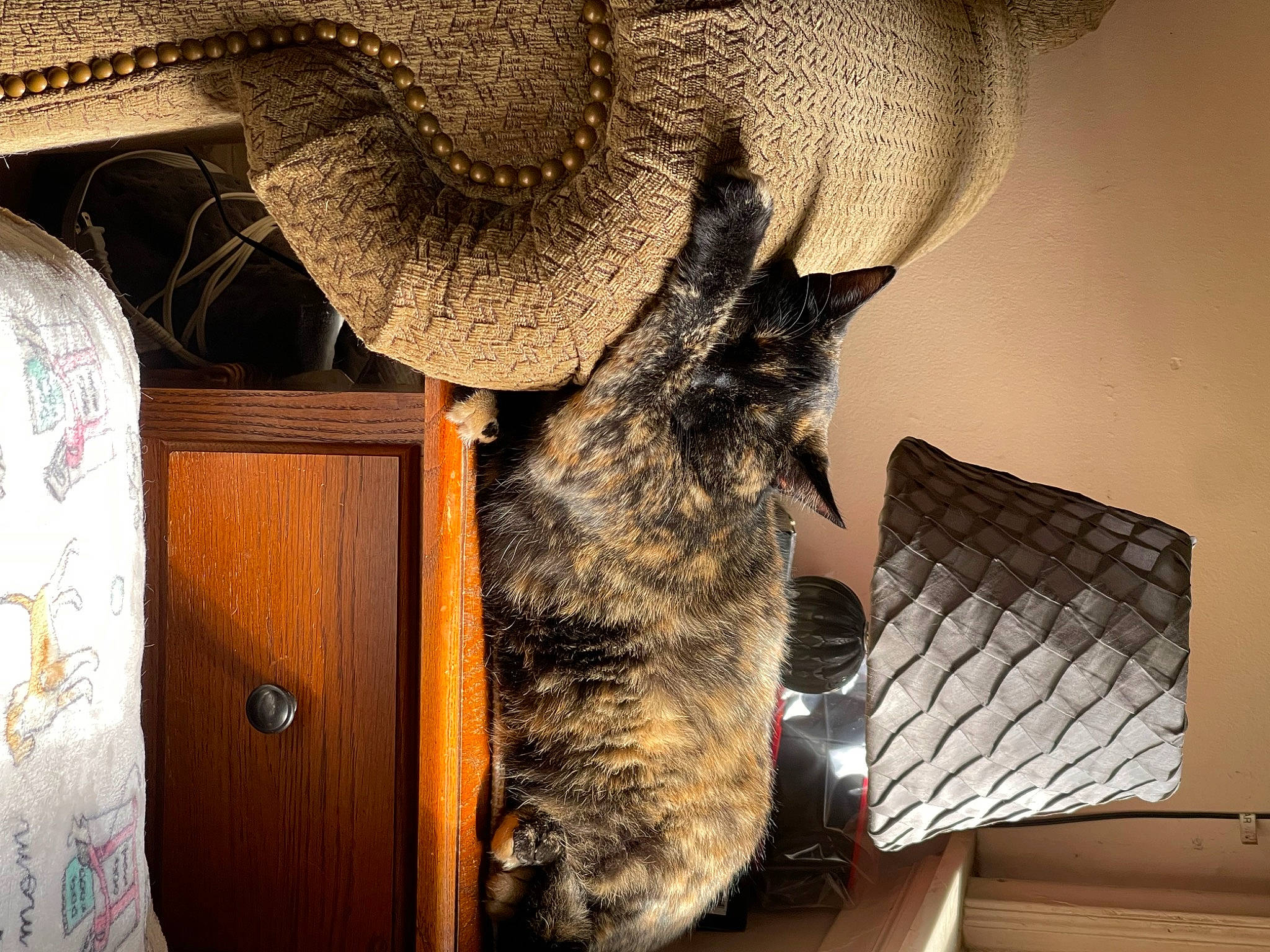 Missy is registered to the contest to win money with this photo: art, canidae, dog_breed, domestic_short_haired_cat, ear, fawn, feather, felidae, fur, horn, room, small_to_medium_sized_cats, snout, sporting_group, tail, visual_arts, whiskers, wildlife, wood, working_animal