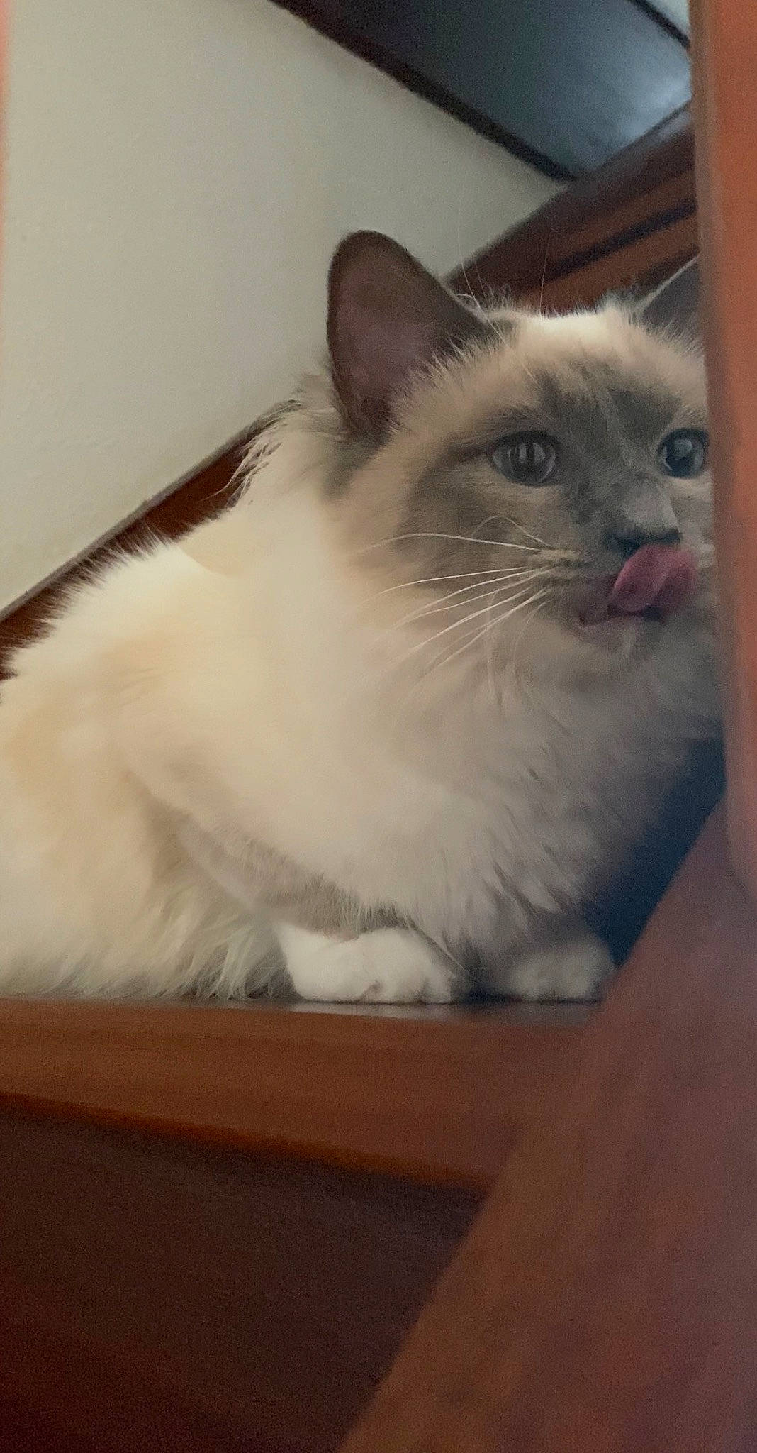 Stella participe au concours pour gagner de l'argent avec cette photo : box, carnivore, cat, domestic_short_haired_cat, fawn, felidae, flooring, fur, hardwood, paper_product, ragdoll, small_to_medium_sized_cats, snout, whiskers, wood