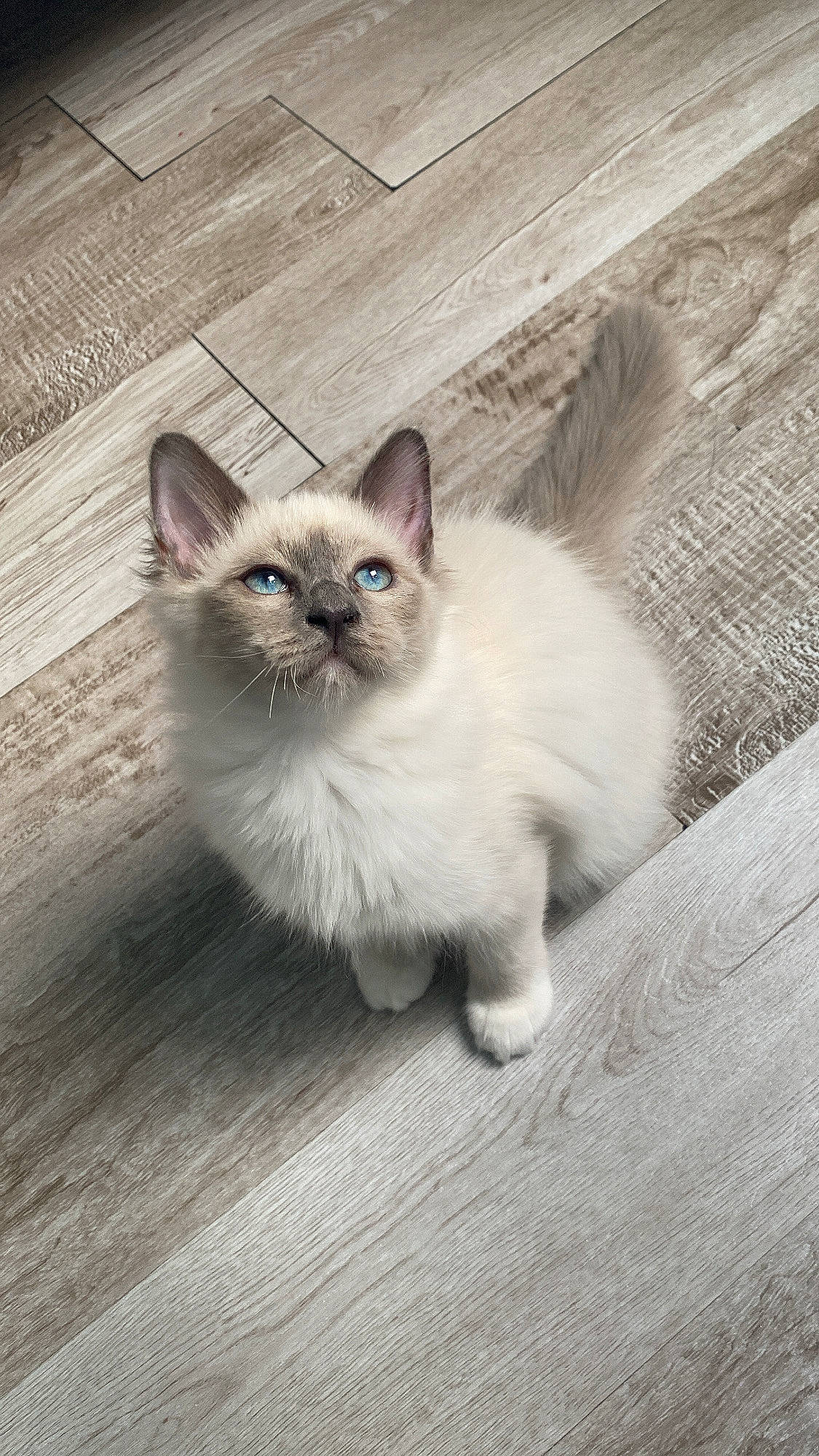 Stella participe au concours pour gagner de l'argent avec cette photo : birman, carnivore, cat, eye, fawn, felidae, flooring, fur, grey, hardwood, head, paw, ragdoll, siamese, small_to_medium_sized_cats, snout, tail, terrestrial_animal, whiskers, wood