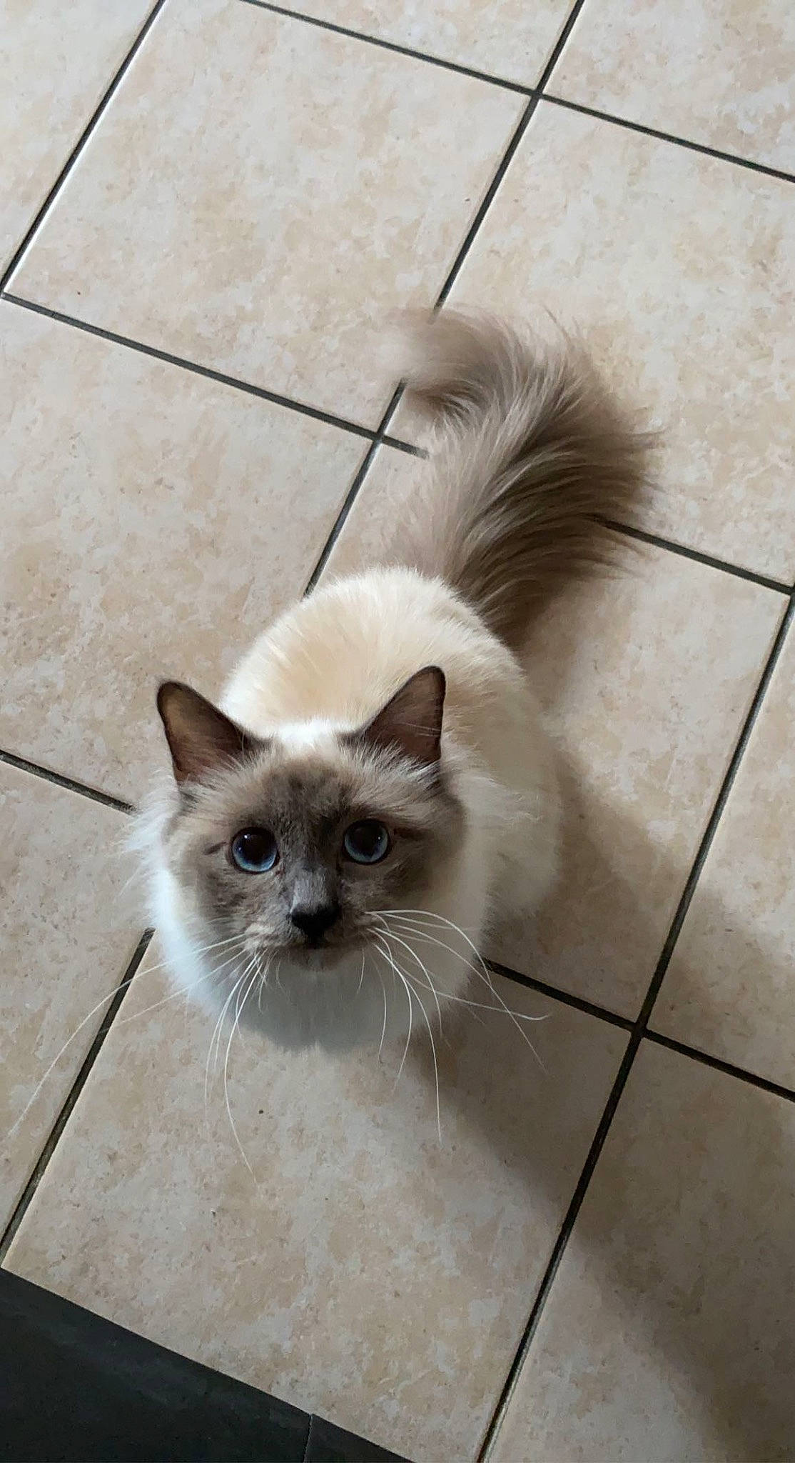 Stella participe au concours pour gagner de l'argent avec cette photo : birman, box, carnivore, cat, fawn, felidae, floor, flooring, fur, grey, hardwood, siamese, small_to_medium_sized_cats, snout, tail, terrestrial_animal, thai, tile_flooring, whiskers, wood