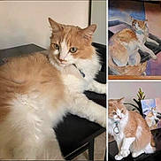 Maxx is registered to the contest to win money with this photo: cat, orange_and_white_cat, fluffy_cat, painting, art, table, indoor, pet, animal, portrait, feline, relaxed, seated_cat, decor, plant, home, furniture, domestic_animal, artwork, curious_cat