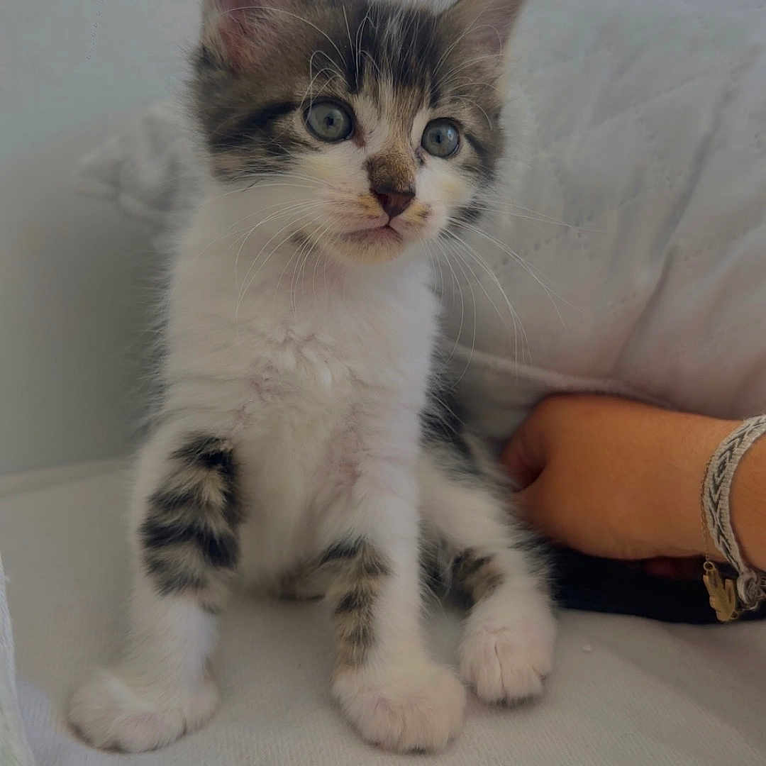 Moon a rejoint le concours — aidez-le/la à gagner de superbes lots ! animal, bracelet, cat, companion, cozy, curious, cute, ears, eyes, fur, hand, indoor, kitten, paws, pet, resting, soft, whiskers, white, young