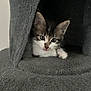 Moon a rejoint le concours — aidez-le/la à gagner de superbes lots ! animal, cat, cat_condo, cozy, curious, cute, feline, fluffy, furry, gray, indoor, kitten, paw, pet, portrait, small, soft, tongue_out, whiskers, young