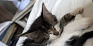 Moon a rejoint le concours — aidez-le/la à gagner de superbes lots ! animal, bed, black_and_white, cat, cozy, curled_up, cute, domestic, fan, fur, furniture, indoor, kitten, paws, pet, resting, sleeping, small, tabby, white_bed