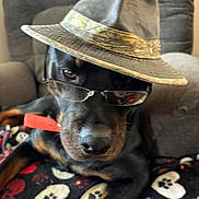 Moses joined the competition — help win amazing prizes! dog, glasses, hat, blanket, paw_print, black_dog, brown_markings, indoor, furniture, chair, pet, cute, animal, portrait, relaxed, looking, accessory, close_up, sitting, funny