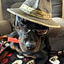 dog, glasses, hat, blanket, paw_print, black_dog, brown_markings, indoor, furniture, chair, pet, cute, animal, portrait, relaxed, looking, accessory, close_up, sitting, funny