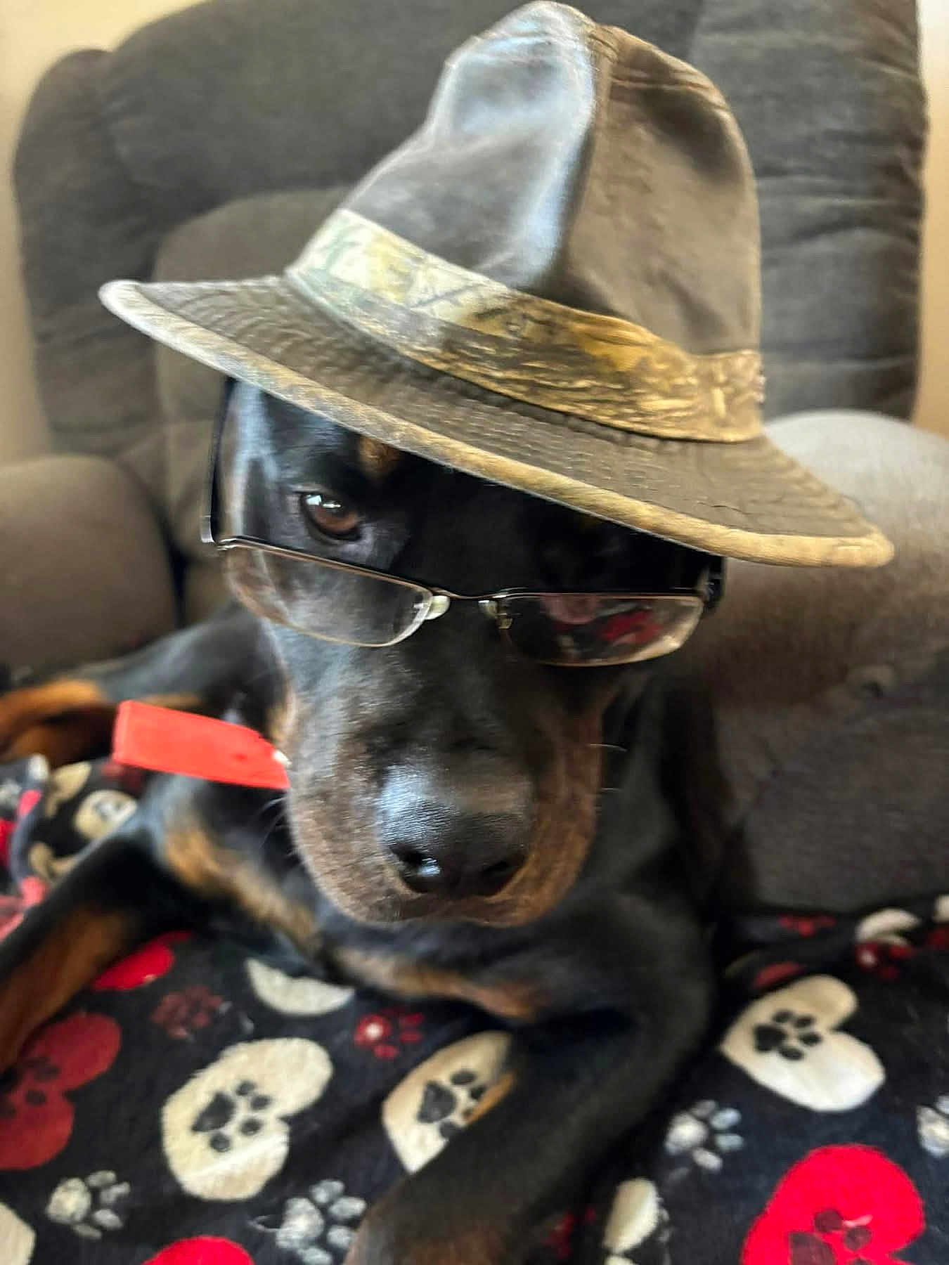 Moses joined the competition — help win amazing prizes! dog, glasses, hat, blanket, paw_print, black_dog, brown_markings, indoor, furniture, chair, pet, cute, animal, portrait, relaxed, looking, accessory, close_up, sitting, funny