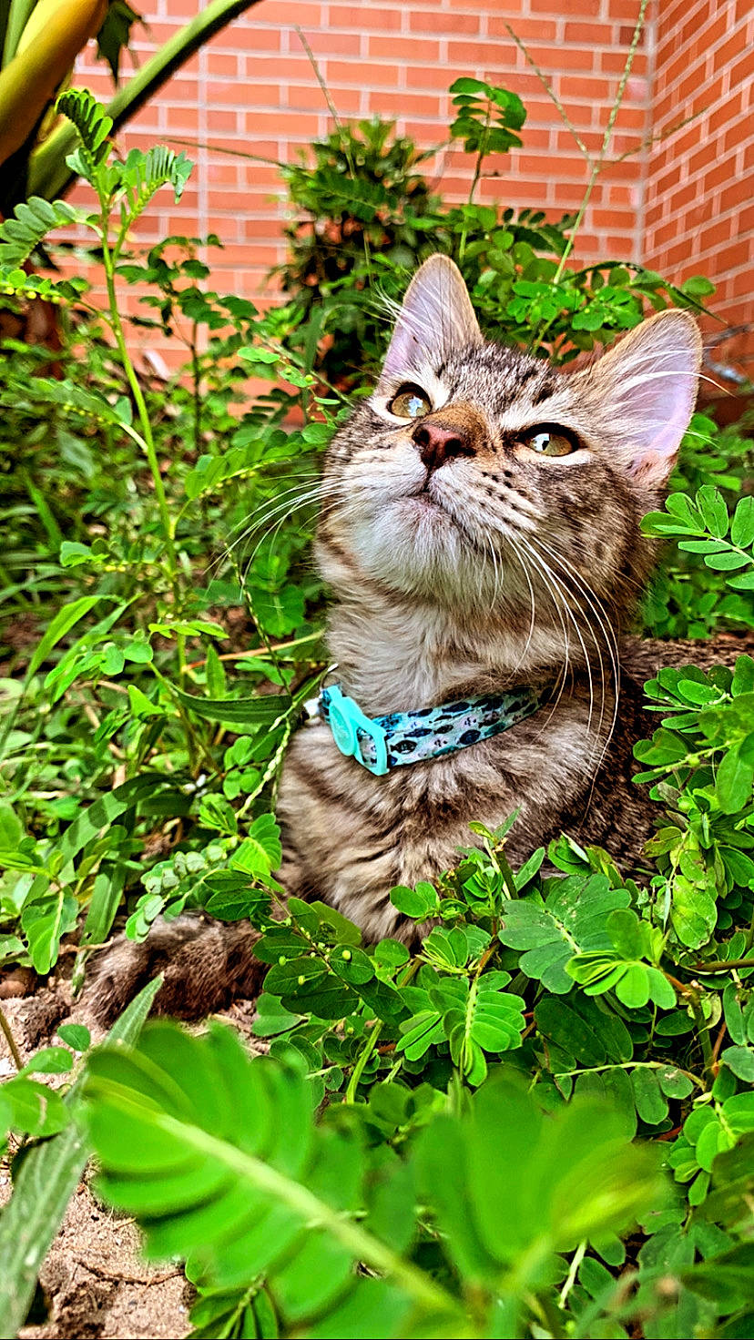 Lani is registered to the contest to win money with this photo: botany, carnivore, cat, domestic_short_haired_cat, fawn, felidae, fur, grass, groundcover, leaf, organism, plant, sculpture, shrub, small_to_medium_sized_cats, snout, tail, terrestrial_animal, vegetation, whiskers