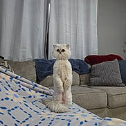 Elsa is registered to the contest to win money with this photo: cat, white_cat, standing, blanket, living_room, couch, cushion, curtains, indoor, pet, feline, fur, animal, home, cozy, pattern, soft, relaxed, domestic, cute