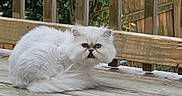 Elsa joined the competition — help win amazing prizes! cat, white_cat, fluffy, pet, animal, outdoor, wooden_deck, wooden_railings, fence, greenery, leaves, nature, fur, sitting, resting, small_animal, cute, grumpy_expression, daylight, background