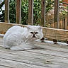 cat, white_cat, fluffy, pet, animal, outdoor, wooden_deck, wooden_railings, fence, greenery, leaves, nature, fur, sitting, resting, small_animal, cute, grumpy_expression, daylight, background