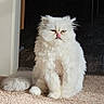 cat, white_cat, fluffy, carpet, indoor, sunlight, pet, animal, doorway, playful, tongue_out, sitting, feline, cute, fur, one_eye_closed, domestic_cat, relaxed, home, shadow